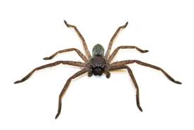 Attēlu rezultāti vaicājumam “Eriophyes padi”