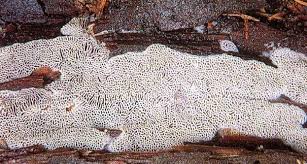 Attēlu rezultāti vaicājumam “Anomoporia bombycina”