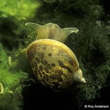 Attēlu rezultāti vaicājumam “Lymnaeidae”