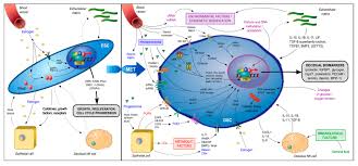 Attēlu rezultāti vaicājumam “Enteridium variabile”