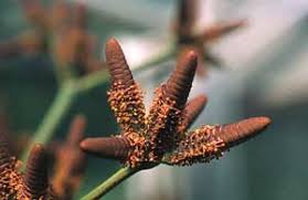 Attēlu rezultāti vaicājumam “Bulbochaete mirabilis”