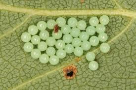 Attēlu rezultāti vaicājumam “Arctia caja larva”