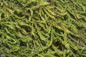 Attēlu rezultāti vaicājumam “Anomodon longifolius”