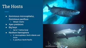 Image result for Somniosus pacificus