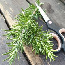 Image result for Rosmarin