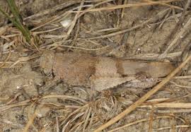 Attēlu rezultāti vaicājumam “Oedipoda caerulescens”