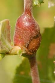 Attēlu rezultāti vaicājumam “Rabdophaga salicis”