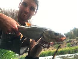 Image result for Mylopharodon conocephalus