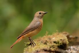 Attēlu rezultāti vaicājumam “Phoenicurus phoenicurus female”