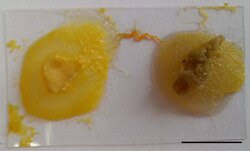 Attēlu rezultāti vaicājumam “Physarum obscurum plasmodium”