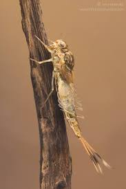 Attēlu rezultāti vaicājumam “Siphlonurus male”