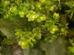 Attēlu rezultāti vaicājumam “Scapania lingulata”