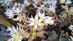 Attēlu rezultāti vaicājumam “Sedum hispanicum leaf”