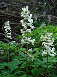 Attēlu rezultāti vaicājumam “Corydalis cava leaf”