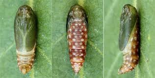 Attēlu rezultāti vaicājumam “Depressaria depressana”