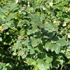 Attēlu rezultāti vaicājumam “Symphoricarpos albus flower”