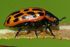 Attēlu rezultāti vaicājumam “Chrysomela vigintipunctata”