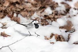 Attēlu rezultāti vaicājumam “Motacilla alba”