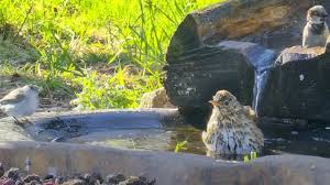 Attēlu rezultāti vaicājumam “Turdus philomelos nest”