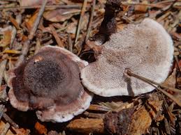 Attēlu rezultāti vaicājumam “Phellodon tomentosus”