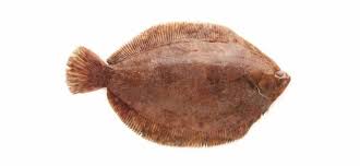 Image result for Microstomus kitt