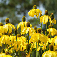 Image result for Sonnenhut