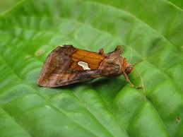 Attēlu rezultāti vaicājumam “Autographa excelsa”