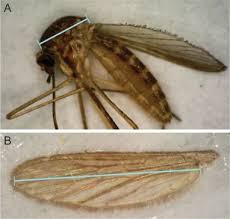 Attēlu rezultāti vaicājumam “Culex pipiens female”