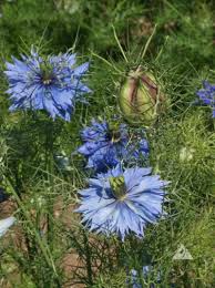 Image result for Nigella damascena