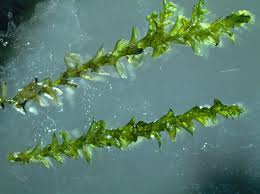 Attēlu rezultāti vaicājumam “Hygrohypnum luridum sporophyte”