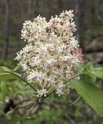 Attēlu rezultāti vaicājumam “Sambucus racemosa flower”