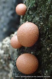 Attēlu rezultāti vaicājumam “Tubiferaceae”