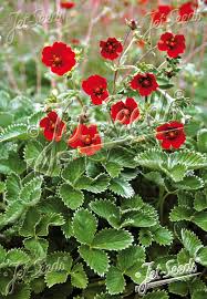 Attēlu rezultāti vaicājumam “Potentilla arenaria flower”