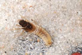 Attēlu rezultāti vaicājumam “Potamophylax”