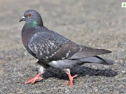 Attēlu rezultāti vaicājumam “Columba livia f. domestica adult”