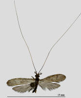 Attēlu rezultāti vaicājumam “Oecetis ochracea”