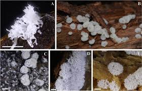 Attēlu rezultāti vaicājumam “Ceratiomyxa morchella stalked”