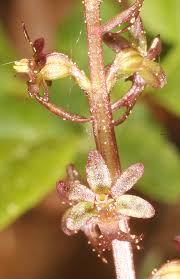 Attēlu rezultāti vaicājumam “Listera cordata fruit”