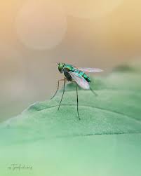 Attēlu rezultāti vaicājumam “Dolichopodidae”