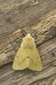 Attēlu rezultāti vaicājumam “Spilosoma lutea”