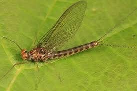 Attēlu rezultāti vaicājumam “Siphlonurus”