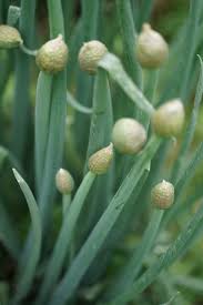 Résultat de recherche d'images pour "Allium fistulosum"