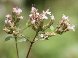 Attēlu rezultāti vaicājumam “Origanum vulgare flower”