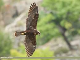 Attēlu rezultāti vaicājumam “Circus aeruginosus”