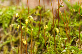 Attēlu rezultāti vaicājumam “Hygroamblystegium tenax”
