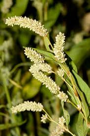 Attēlu rezultāti vaicājumam “Persicaria lapathifolia flower”