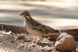 Image result for Chondestes grammacus