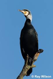 Attēlu rezultāti vaicājumam “Phalacrocorax carbo adult”