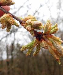 Attēlu rezultāti vaicājumam “Quercus rubra flower”