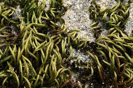 Attēlu rezultāti vaicājumam “Leucodon sciuroides”